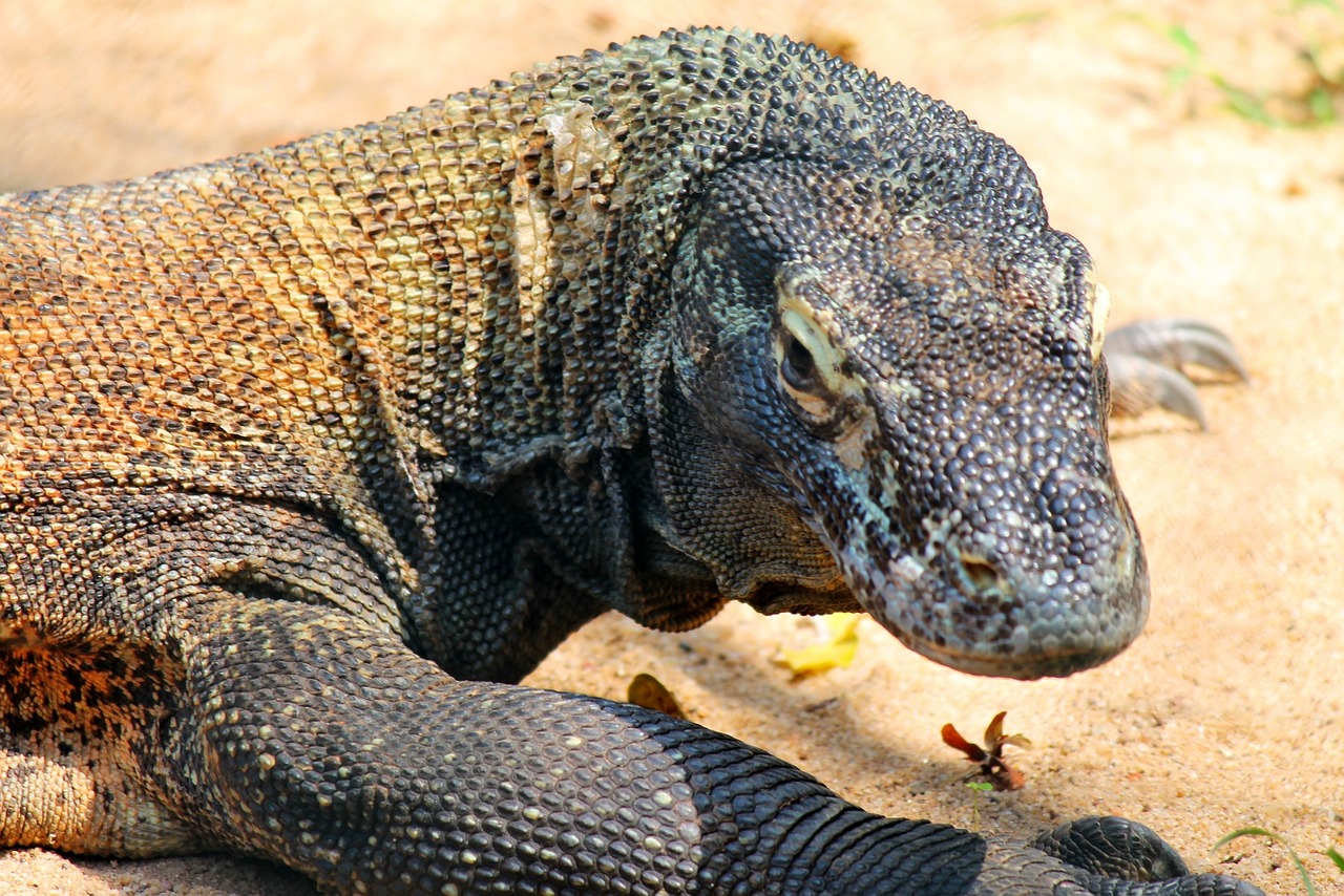 comodo-dragon-250668_1280 Komodo Dragon Indonesia's pride and joy, the land crocodile